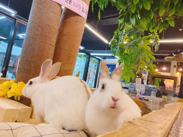 마리앤쥬 사진