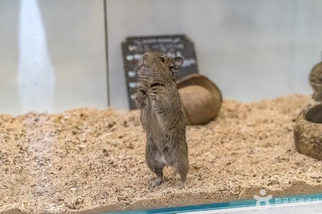 토끼의 숲 사진