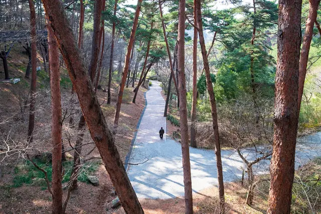안면도자연휴양림 사진