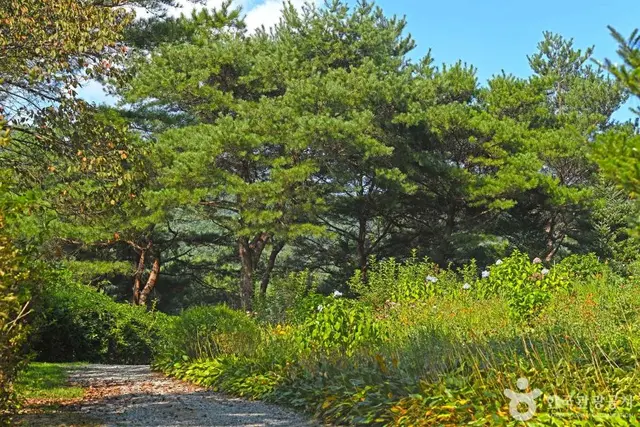 홍천 척야산 문화수목원 사진