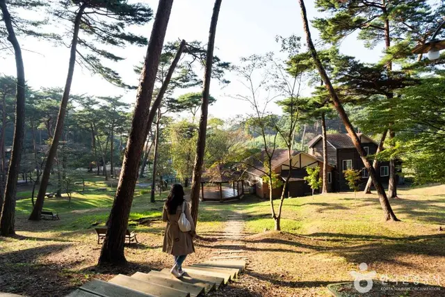 안면도자연휴양림 사진