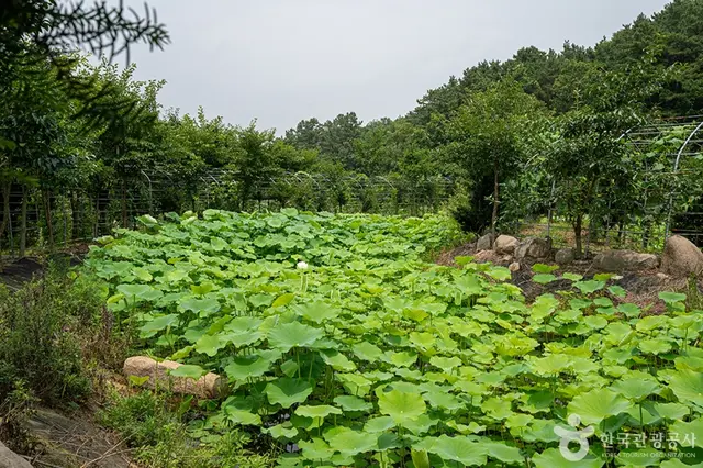 사과깡패 사진