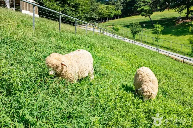 칠곡양떼목장 사진