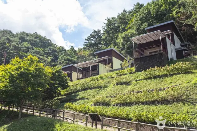 흥림산자연휴양림 (영양에코둥지) 사진