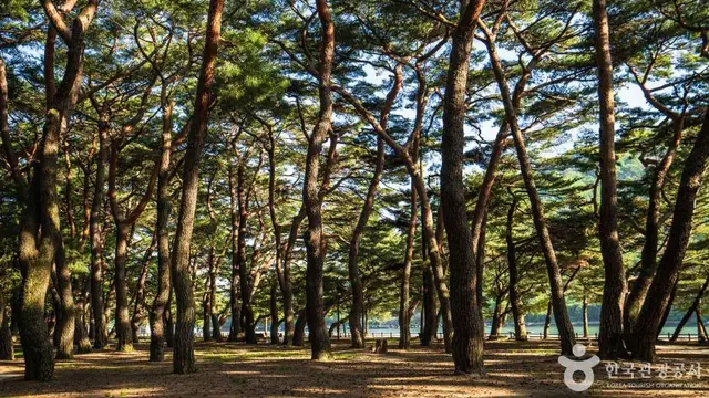 하동송림공원 사진