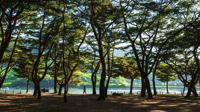 하동송림공원 사진