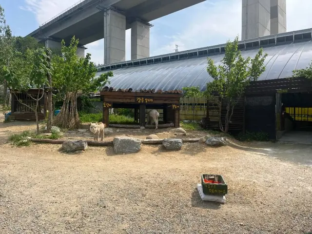 대관령아기동물농장 사진