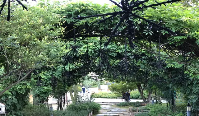 유니스의 정원 사진