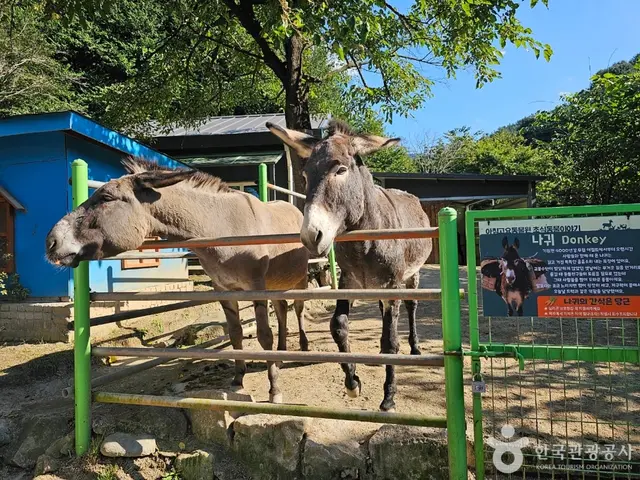 아침고요가족동물원 사진
