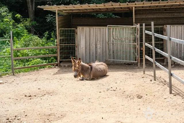 쥬쥬동산 사진