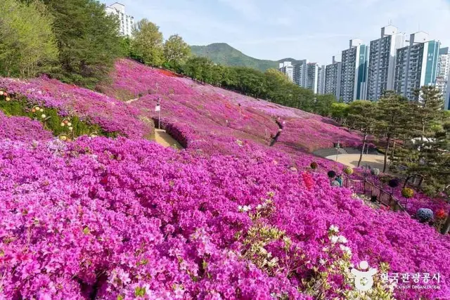 철쭉동산 사진
