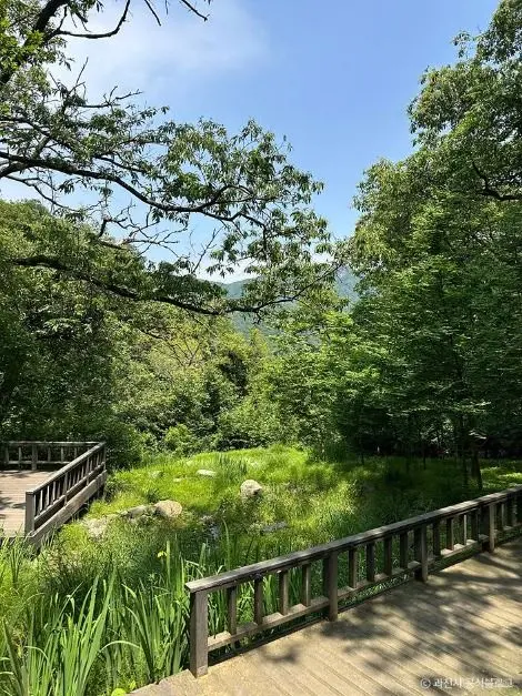 서울대공원 산림욕장 사진