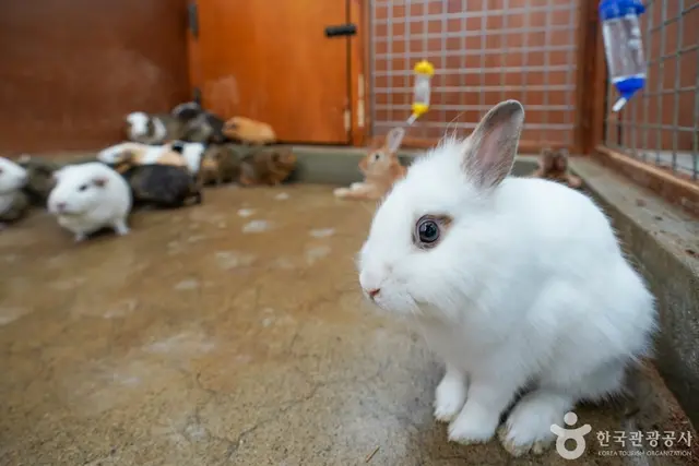 이웃집수달 사진
