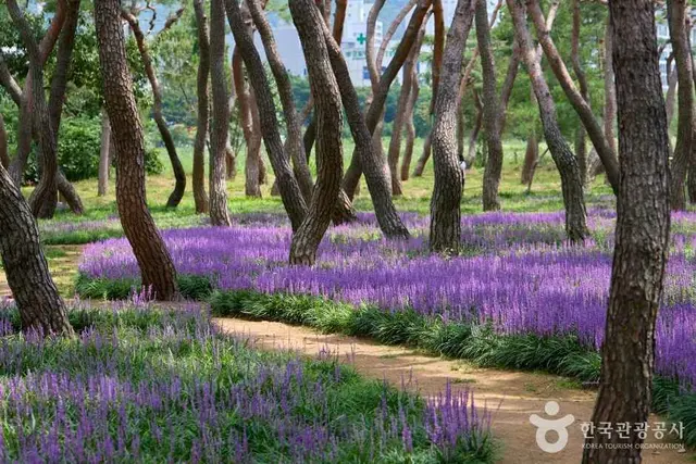 황성공원 사진