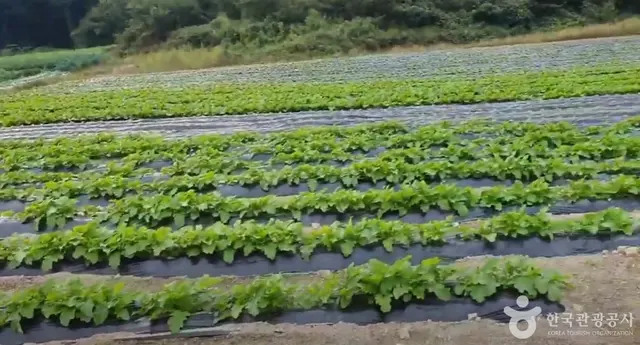 큰삼촌농촌체험 사진