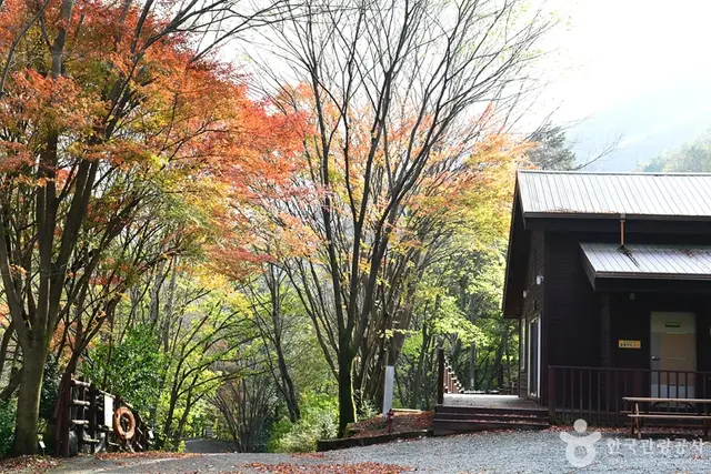 유치자연휴양림 사진