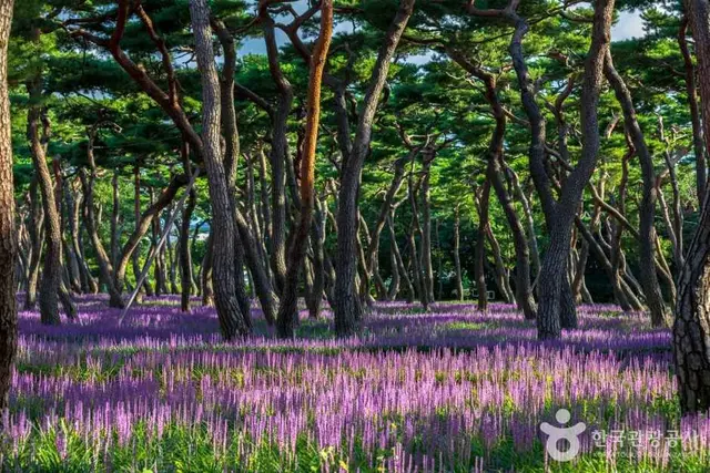 황성공원 사진