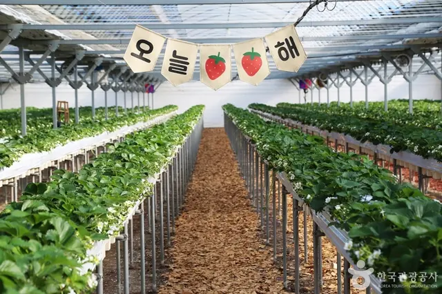 김해가야딸기테마파크 사진