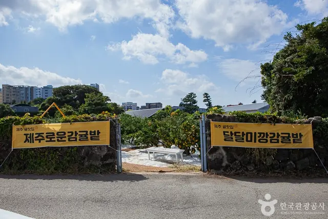 달달미깡감귤밭 사진