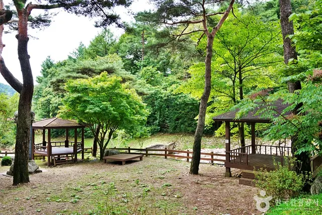박달재자연휴양림 사진