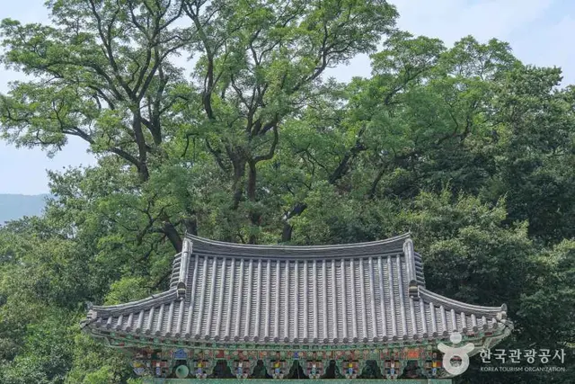 표충사 사진