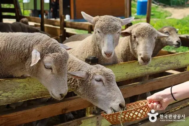해피초원목장 사진