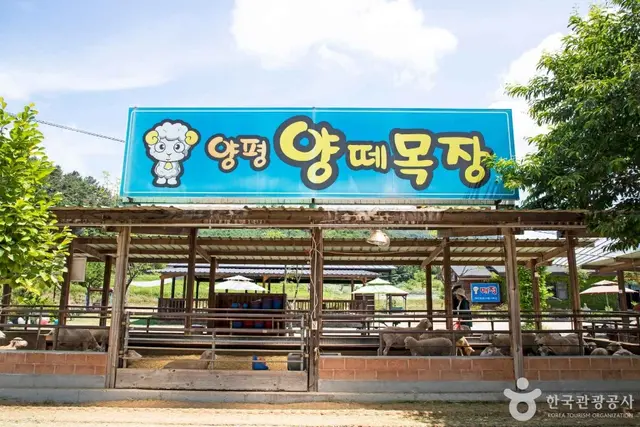 양평양떼목장 사진