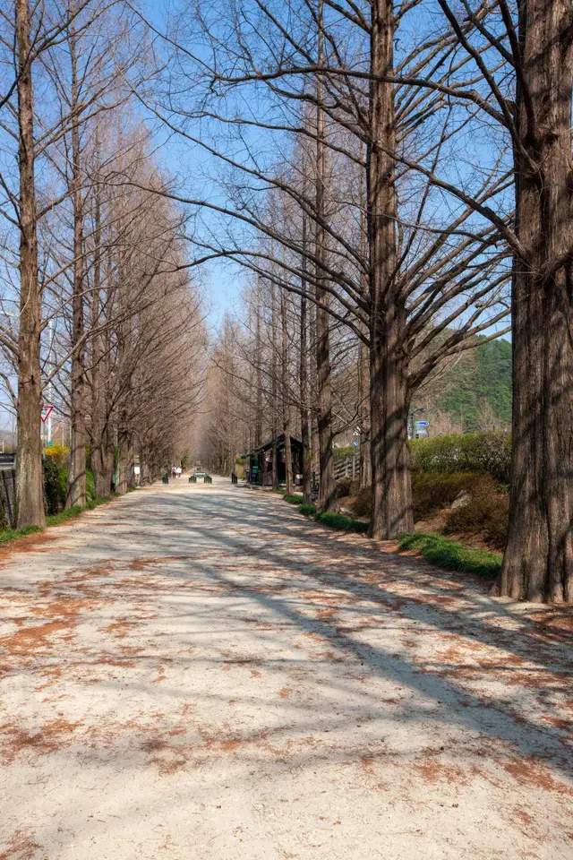 담양 메타세쿼이아길 사진