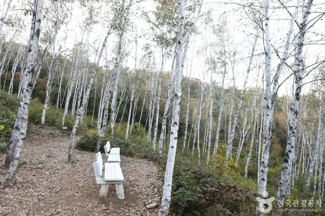서후리숲 사진