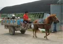 강화도자연체험농장 사진