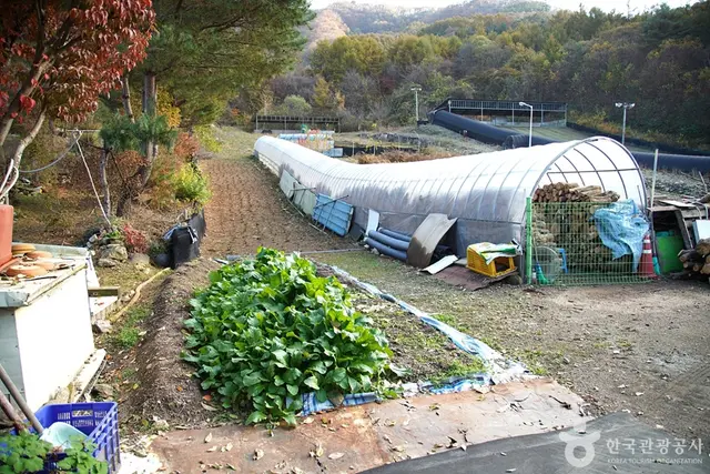 알프스벨리 사계절썰매장 사진