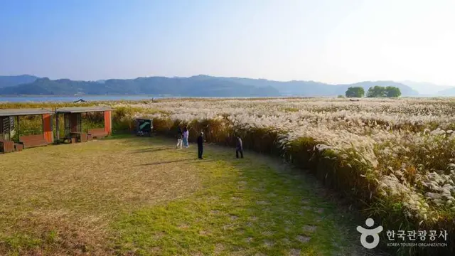 서천 신성리 갈대밭 사진