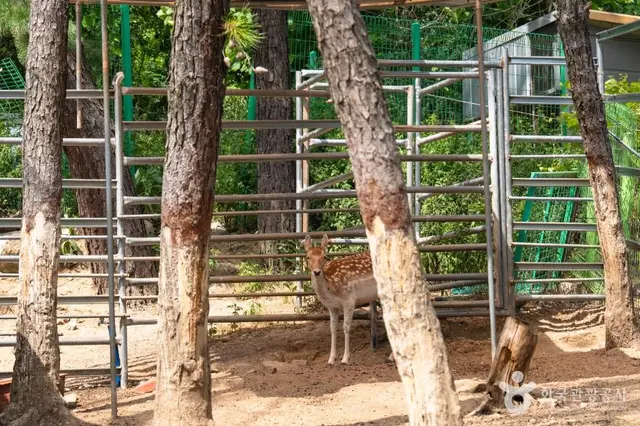 쥬쥬동산 사진