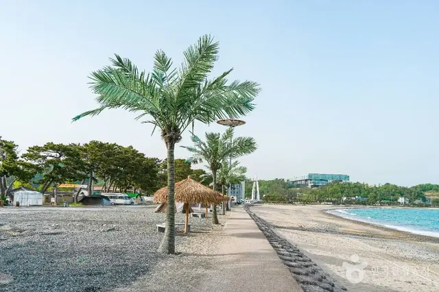 관성솔밭해변 사진