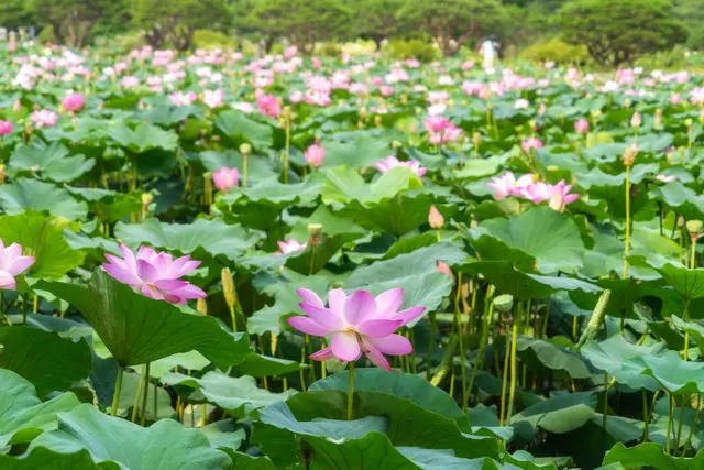세미원 사진