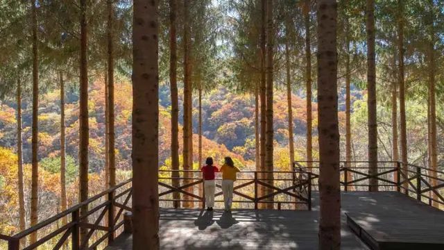 애니포레 사진