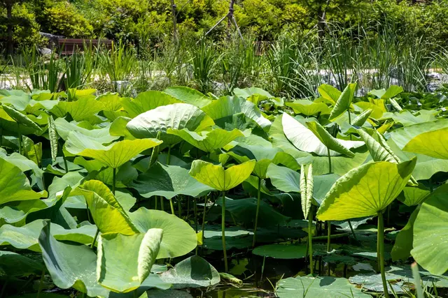 바다향기수목원 사진