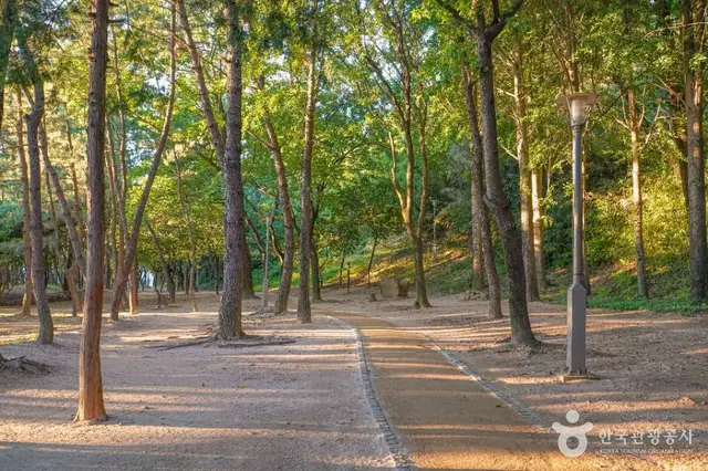 봉황대공원 사진