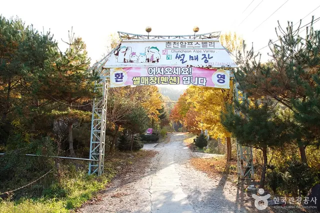 알프스벨리 사계절썰매장 사진