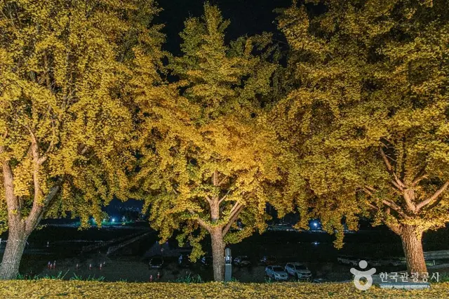 아산 곡교천 은행나무길 사진