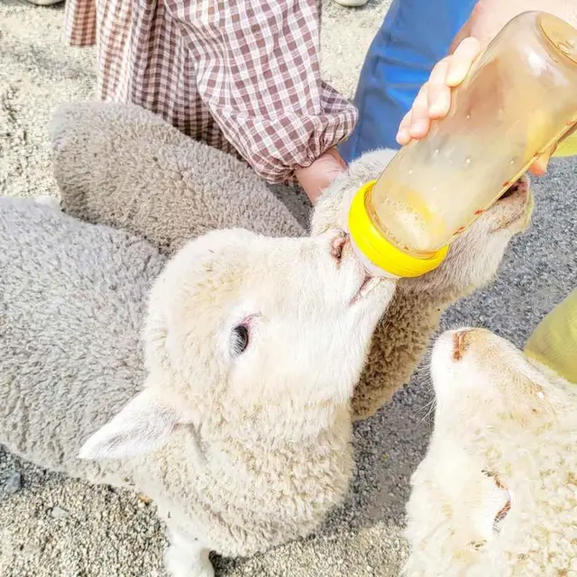 포니랜드 사진