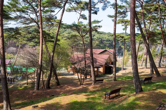 안면도자연휴양림 사진