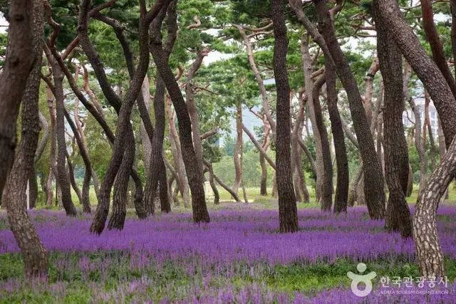 황성공원 사진