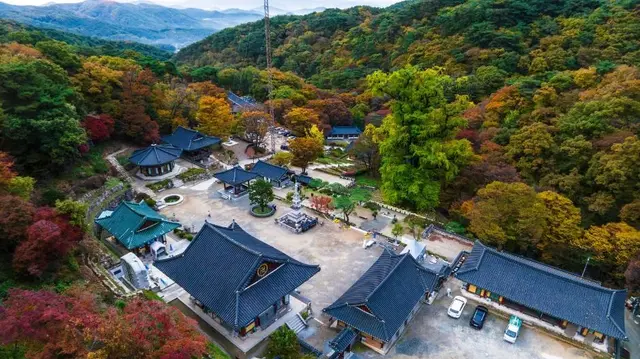 양평 용문사 은행나무 사진