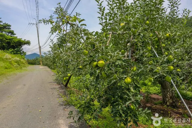 평광동 사과마을 사진