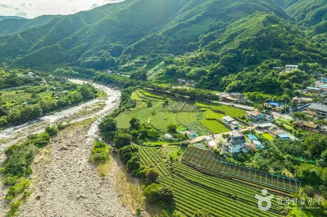 하동 삼신녹차마을 사진