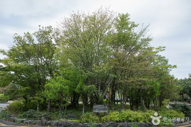 한라생태숲 유아숲체험원 사진