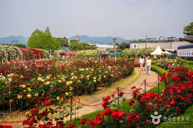 섬진강장미공원 사진