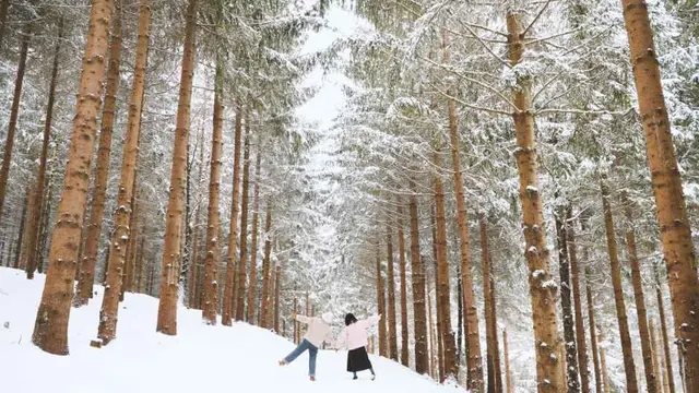 애니포레 사진