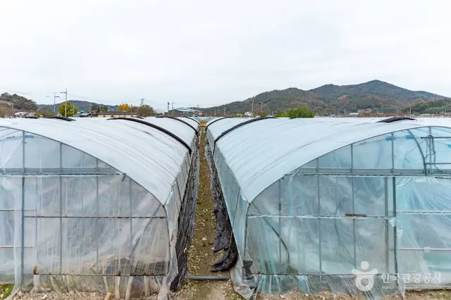 도정딸기마을 사진